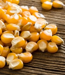 Yellow Maize GMO
